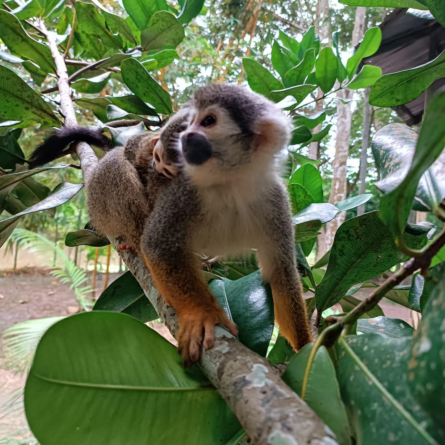 Hotel Alto Amazonas Летісія Екстер'єр фото